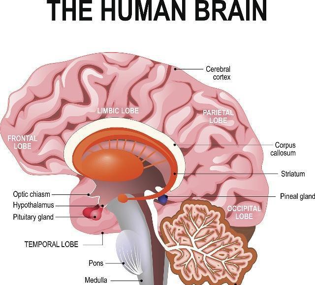 当动物还是爬行动物的时候就已经进化出来杏仁核的这部分大脑来,杏仁