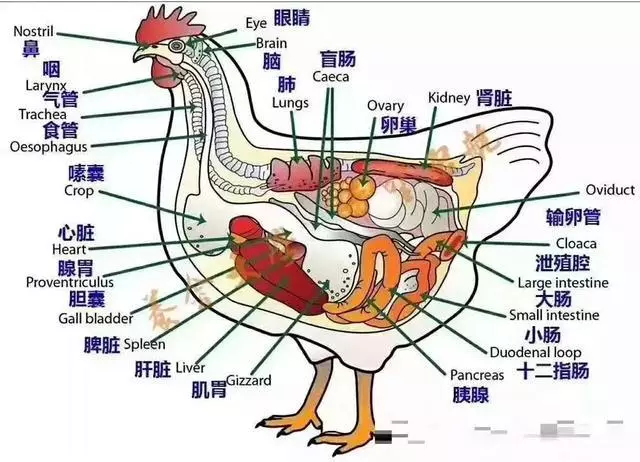 鸡泄殖腔解剖图图片