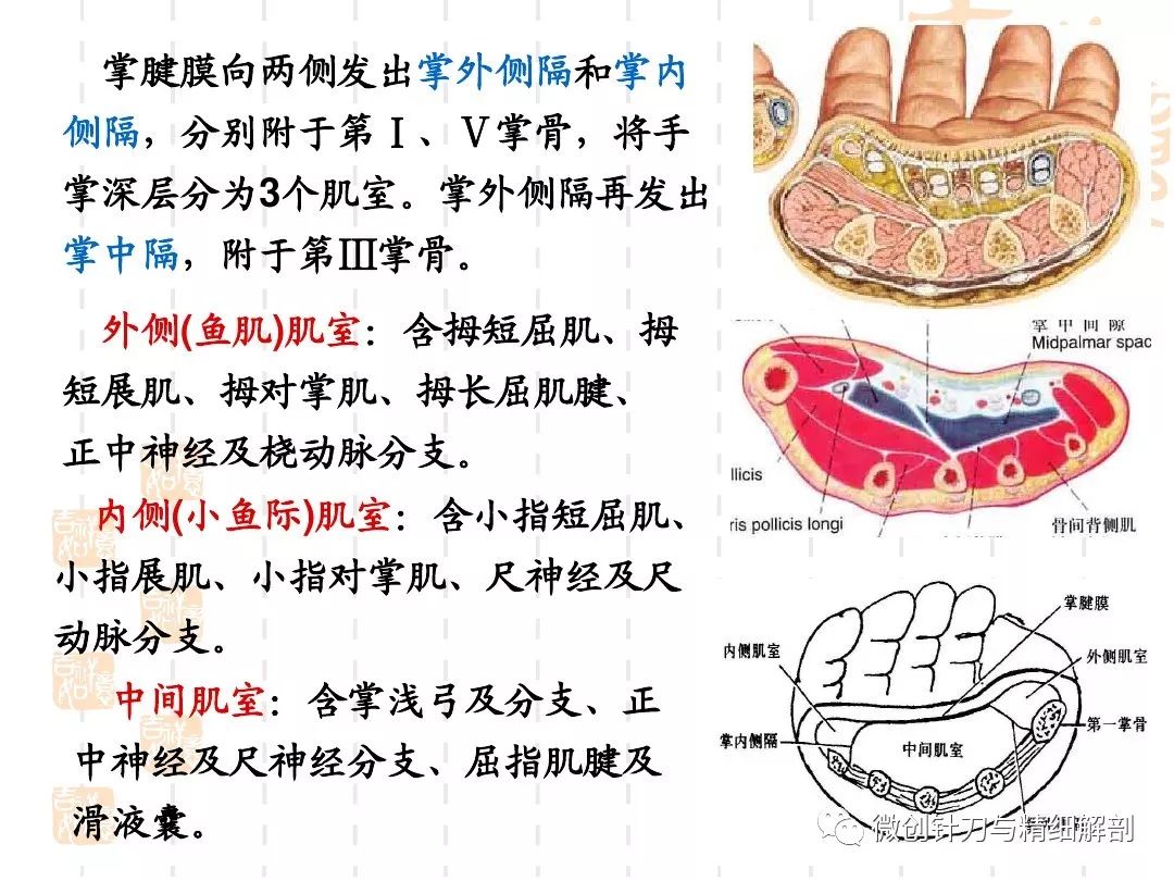 手掌解剖结构图图片