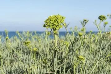 海茴香精油地中海域之彌足新貴