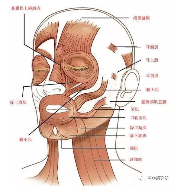 面部肌肉群中的提上唇肌和降下唇肌,一个负责在做表情时把上唇向上