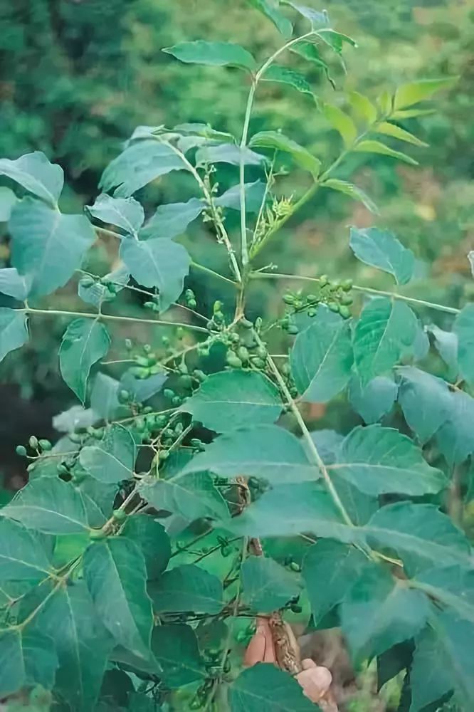 花一派抗癌都是骗人的具有抗癌的能力的十大植物第一个你一定知道