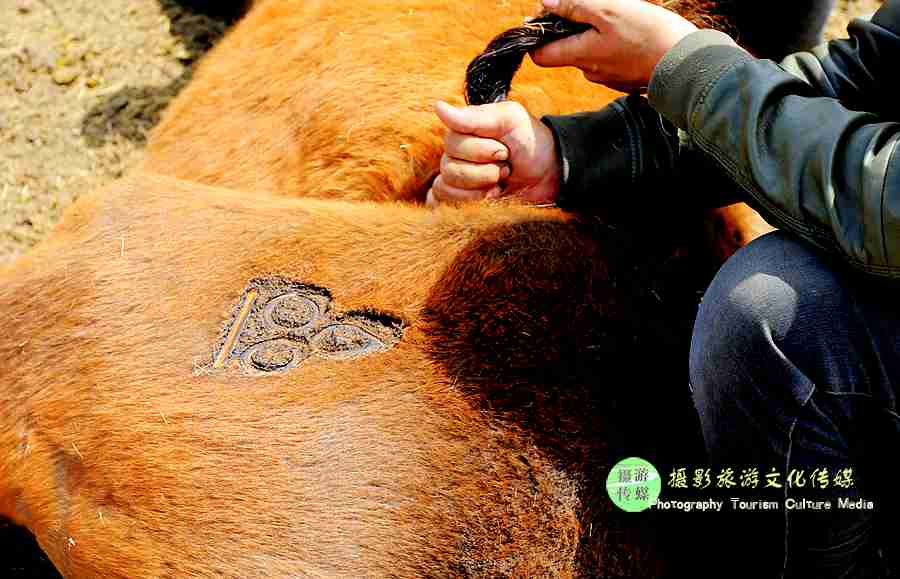 内蒙古的马烙印图片图片