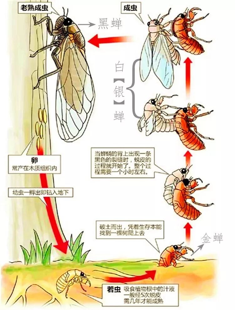 前方豆丹竹虫虫子吃一波