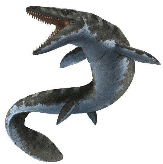 白垩刺甲鲨苍龙图片