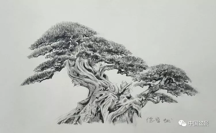 作品▲真柏作品▲匠心独运▲黑松作品▲柏树素描▲真柏树干舍利雕刻