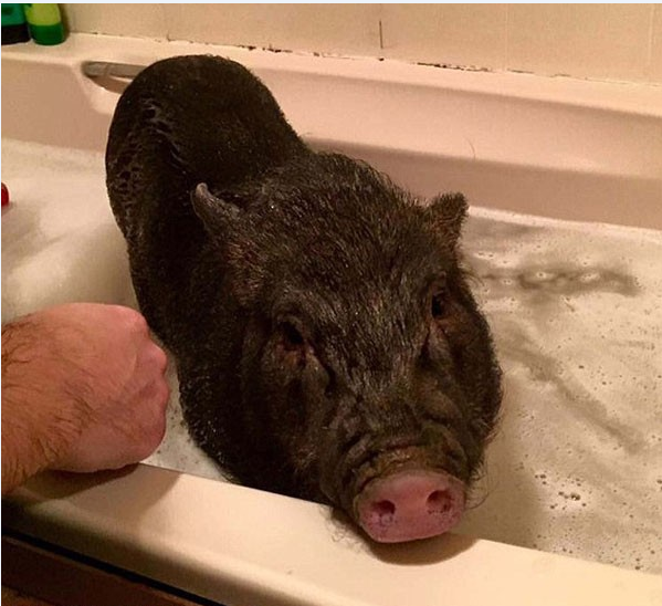 看来这只宠物猪要想一直呆在香香的洗澡水里呢!