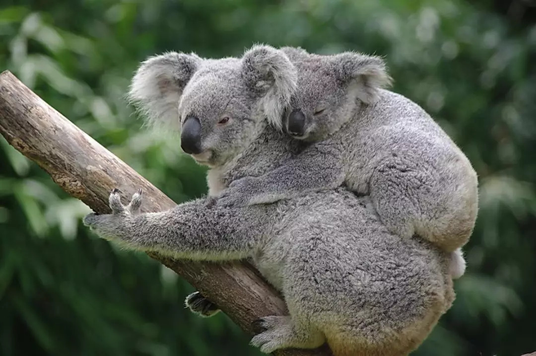 長隆野生動物園孩子的大型動物世界