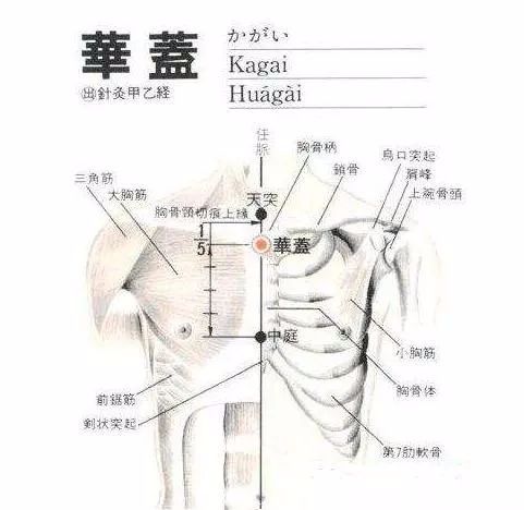 47,天突位置:在胸骨上窩中央.作用:咳嗽哮喘,梅核氣,咽喉腫痛.