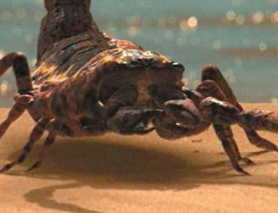 史上最大的蝎子布龙度蝎子