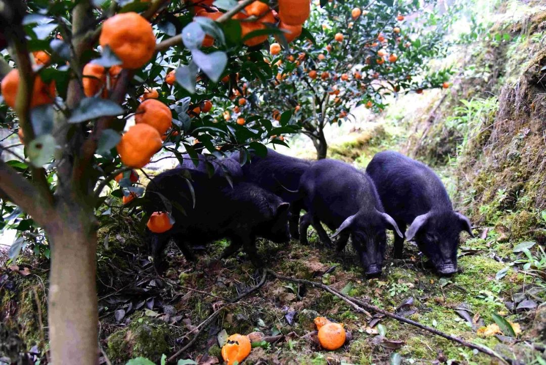 林下养香猪 走特色致富路