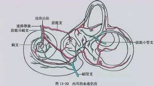 迷路动脉栓塞图片