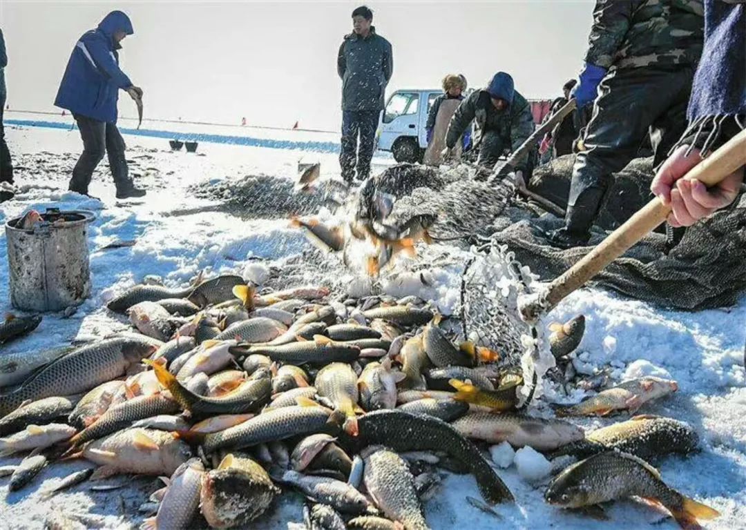 饒河農場第四屆冬捕節即將開始1月24日小白水庫我們不見不散