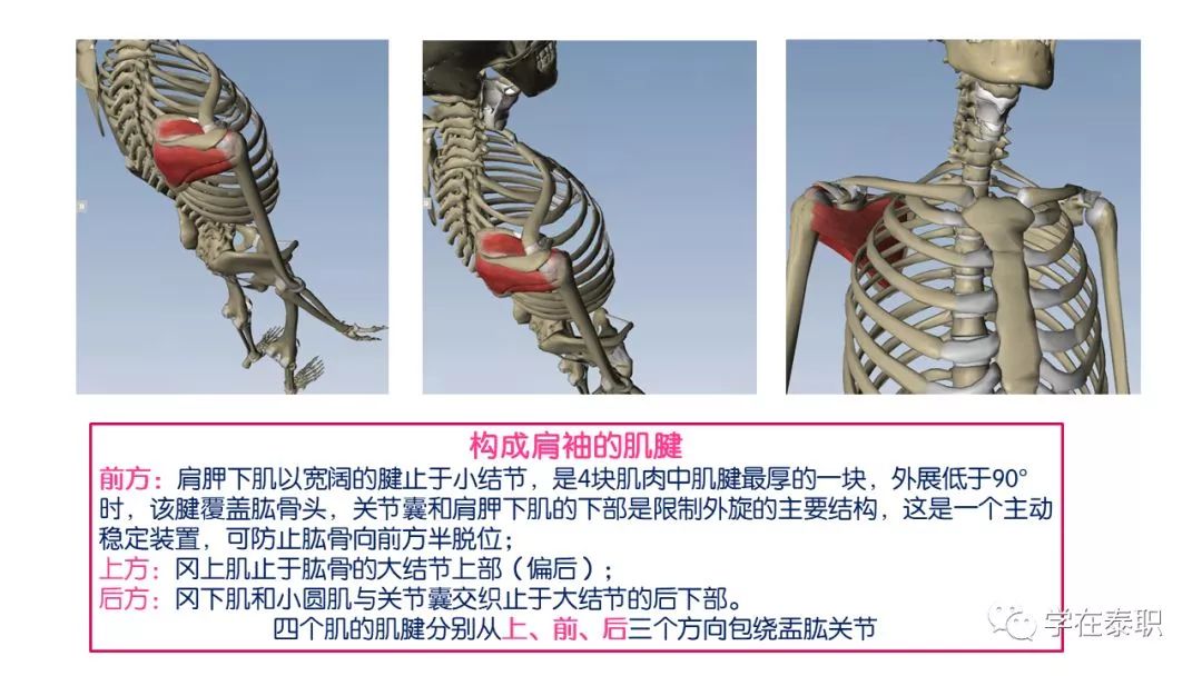 康知了康复应用解剖详解肩袖rotatorcuff