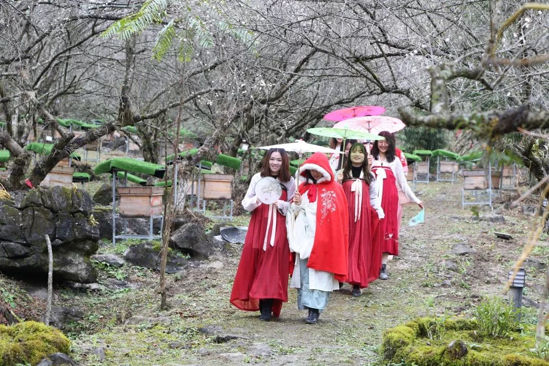 穿越时光去寻梅 2019中国·荔波第十四届梅花节开幕