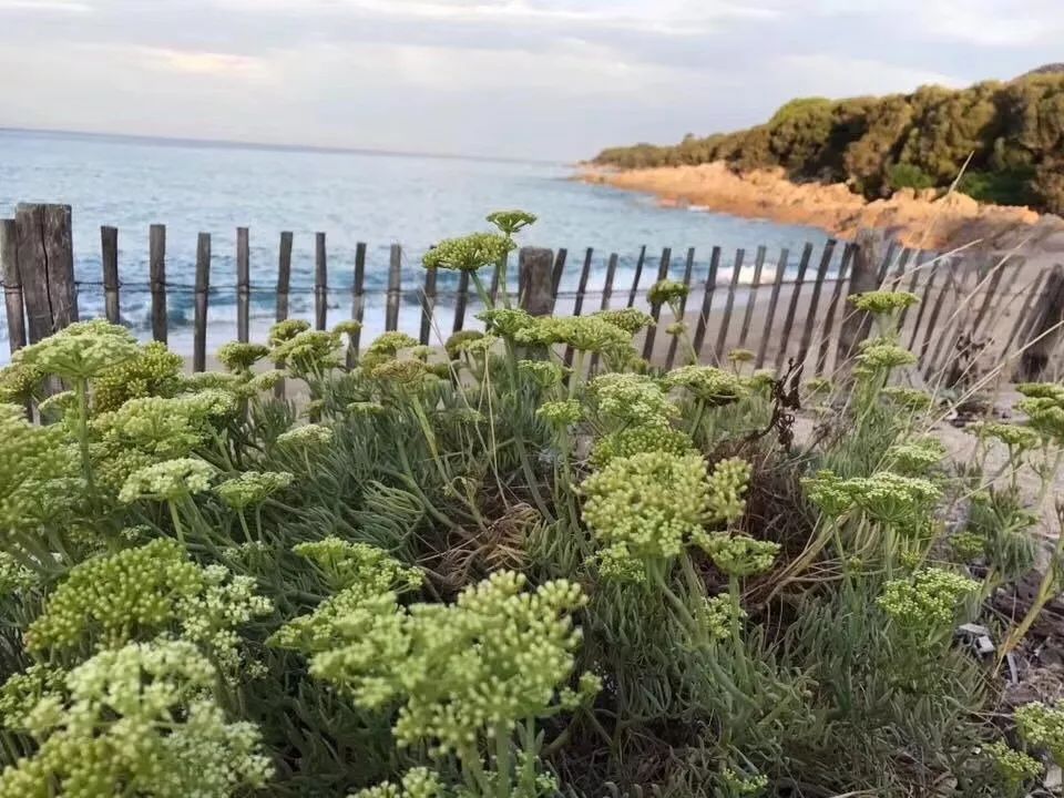 海茴香精油地中海域之弥足新贵