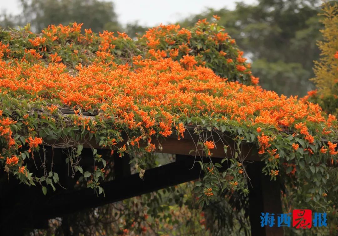 炮仗花适合种植的地方(炮仗花的养殖方法和注意事项)