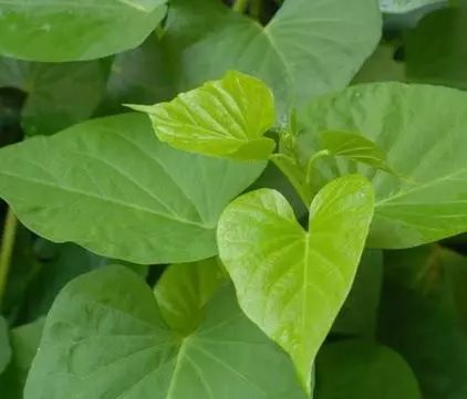 那些你沒有吃過的鄉村農家野菜