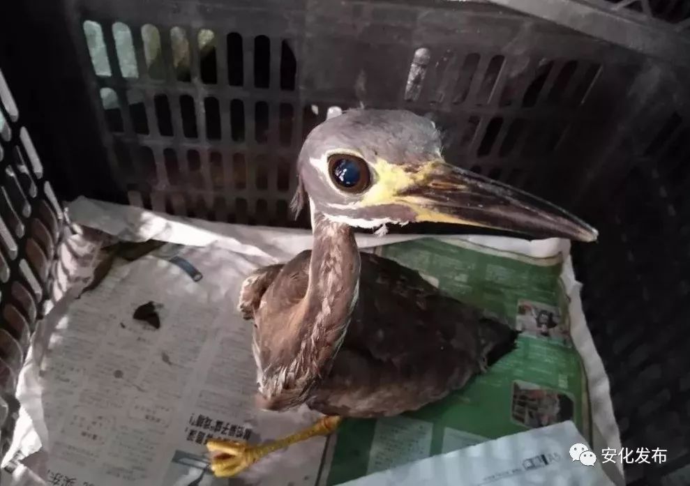 海南虎斑鳽被稱為