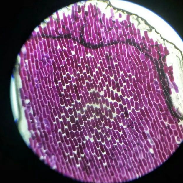 青菜叶表皮细胞图图片