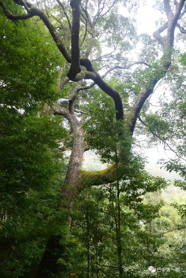 西厢村的自然风光优美,森林资源丰富,让村民们引以为豪的,是村里的几