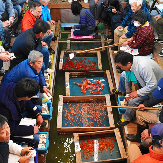 日本著名金魚產地舉行新年首次競拍 最貴品種每條上千元 國際 第3張