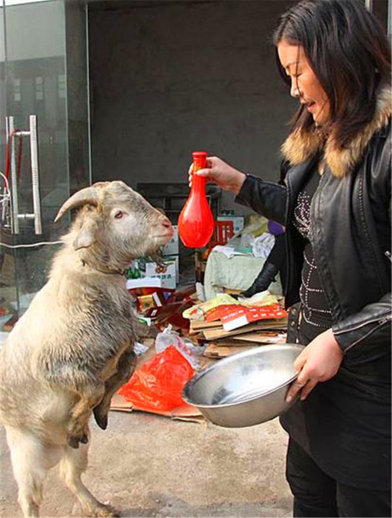 山羊非常享受地喝起啤酒來，得知真相後，好羨慕它的生活 萌寵 第4張