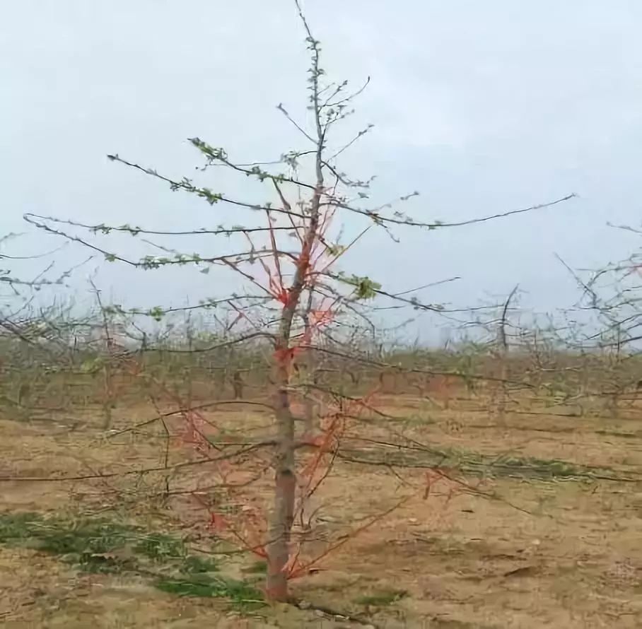 拉枝成為蘋果樹整形修剪的重中之重何時操作好