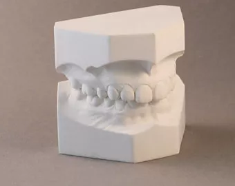 正常牙齿咬合图模型图片