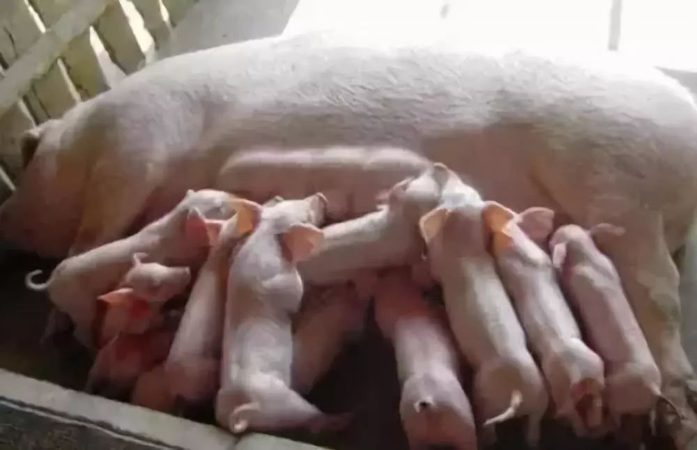 怀孕母猪饲养记住3点,产仔率绝对高!