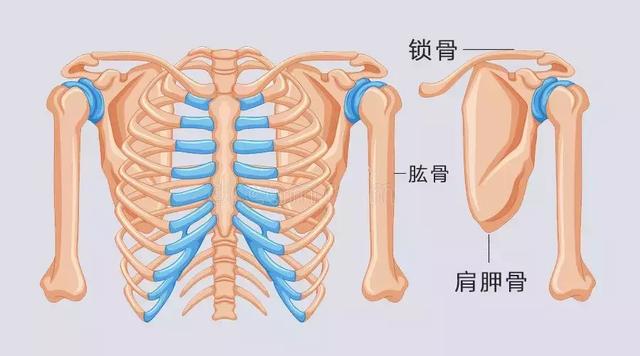 其实肩部是有三个骨头组成的:肩胛骨,锁骨,大臂骨(肱骨)