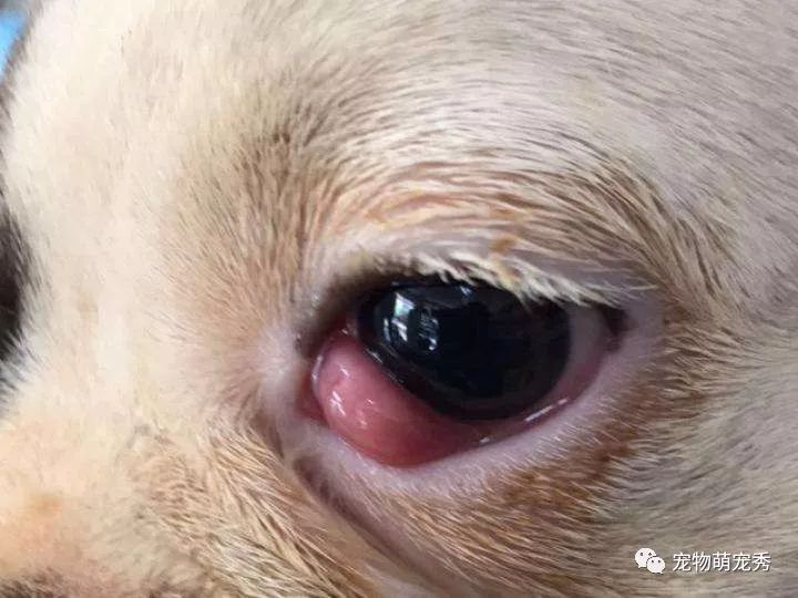狗狗樱桃眼的症状和治疗方法宠物长息肉第三眼增生怎么办