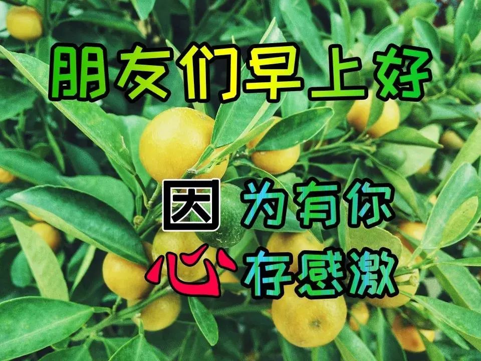 早上好問候語圖片帶字2019祝福早上好的句子