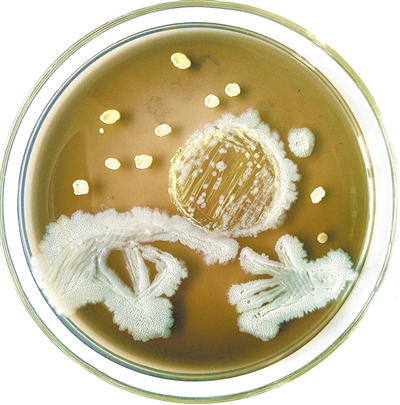 微生物作画菌种选择图片