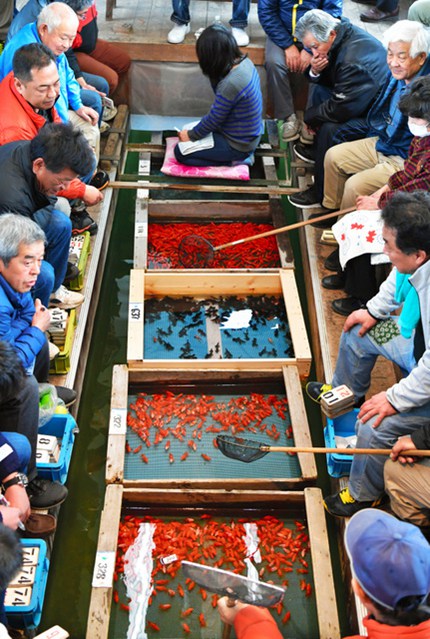 日本著名金魚產地舉行新年首次競拍 最貴品種每條上千元 國際 第2張