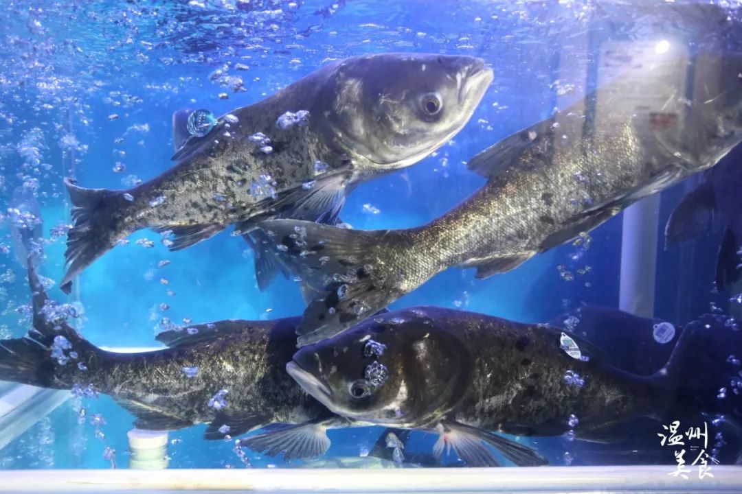100条野生包头鱼免费送自带身份证的珊溪水库包头鱼游进温州市区啦