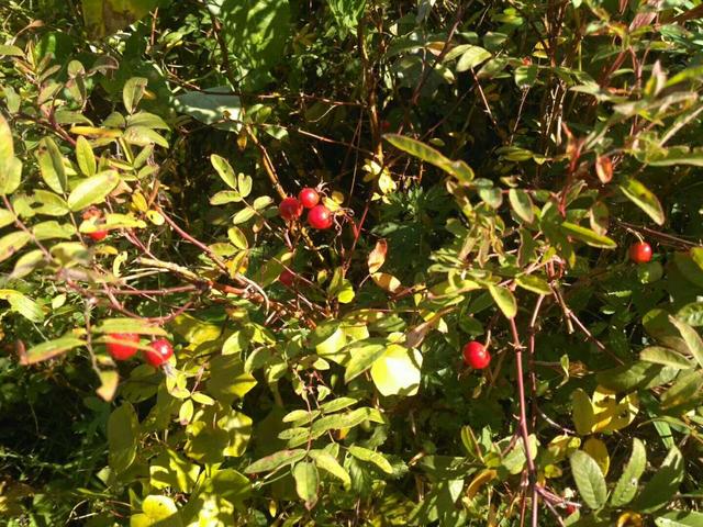 東北山頭這種紅豔豔的野果子原來竟是玫瑰花結的果實