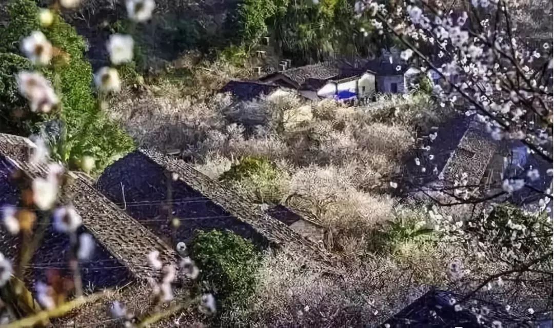 12月23日, 一年一度的天露山梅花節開幕~除了賞梅,梅花節期間還有一