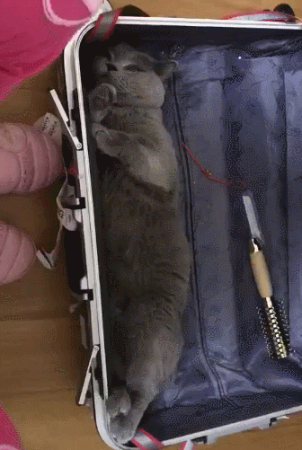 主人收拾行李出差,猫咪钻进行李箱,猫:位置刚刚好,带上人家嘛