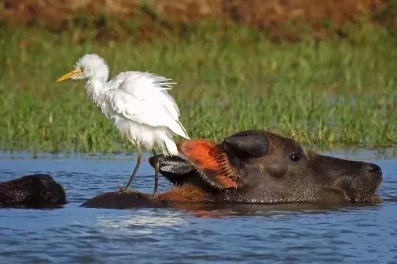 鳥界王大陸來海口了看大嘴白鵜鶘玩轉海口溼地它的名字你會念嗎