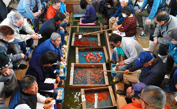 日本著名金魚產地舉行新年首次競拍 最貴品種每條上千元 國際 第1張