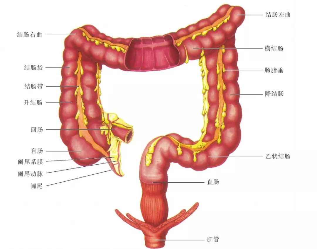 大小肠结构图 示意图图片