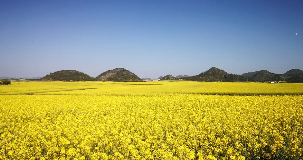 中国三大油菜花基地图片