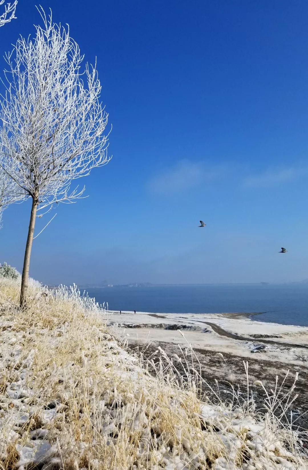 無雪的冬天懷念