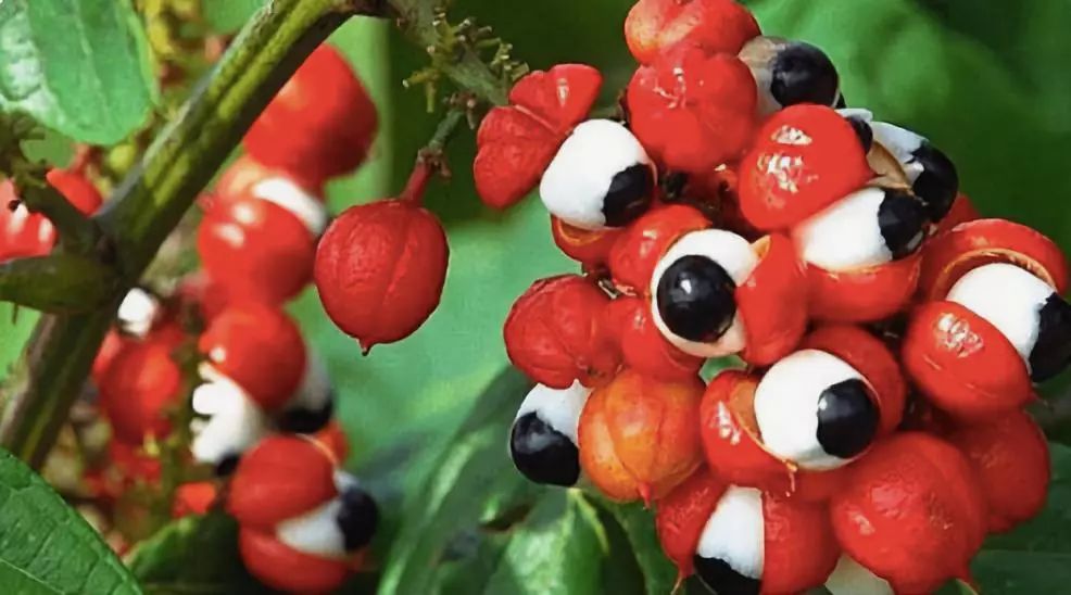 瓜拿纳 guarana(原产于巴西)