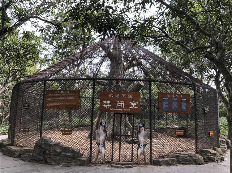 海南「猴島」上有個「禁閉室」，專關「犯罪」猴子 旅行 第2張