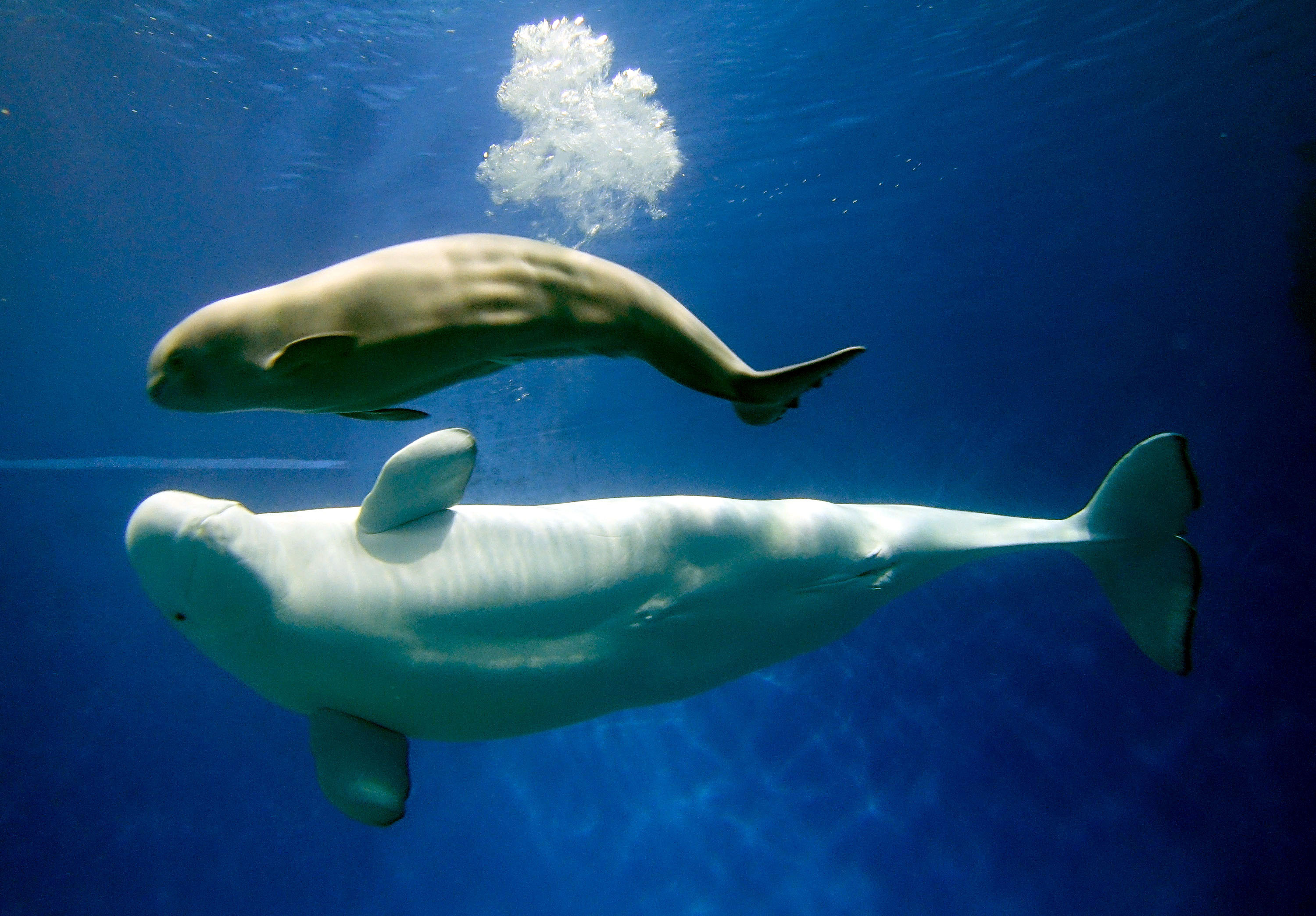珠海长隆一次繁育成功三头小白鲸