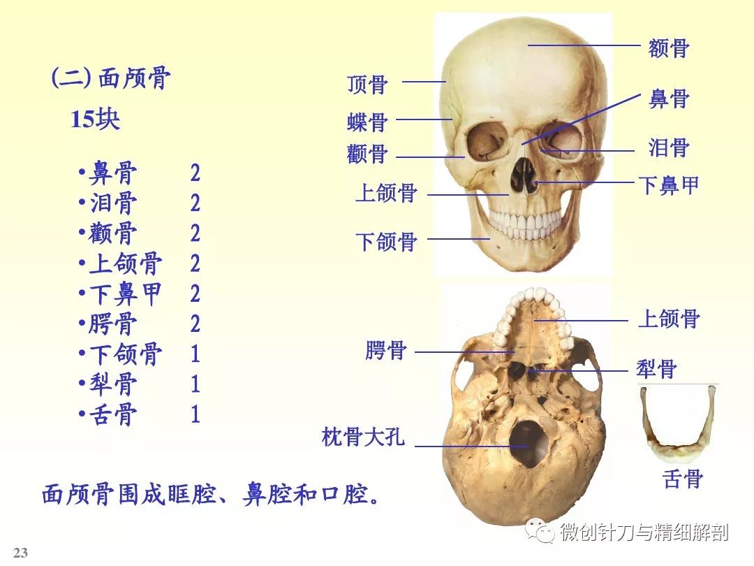 头颅解剖图骨头图片