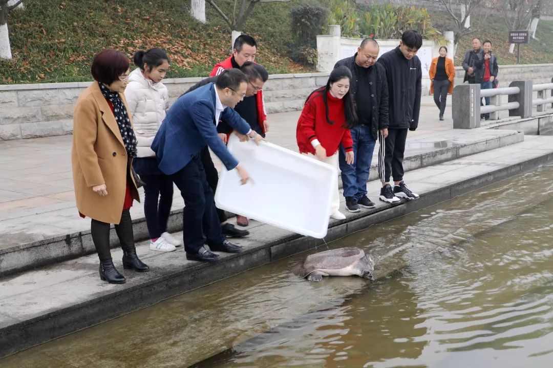 常德一只68斤重甲鱼磕头谢恩放生人,久久不愿离去,感动朋友圈