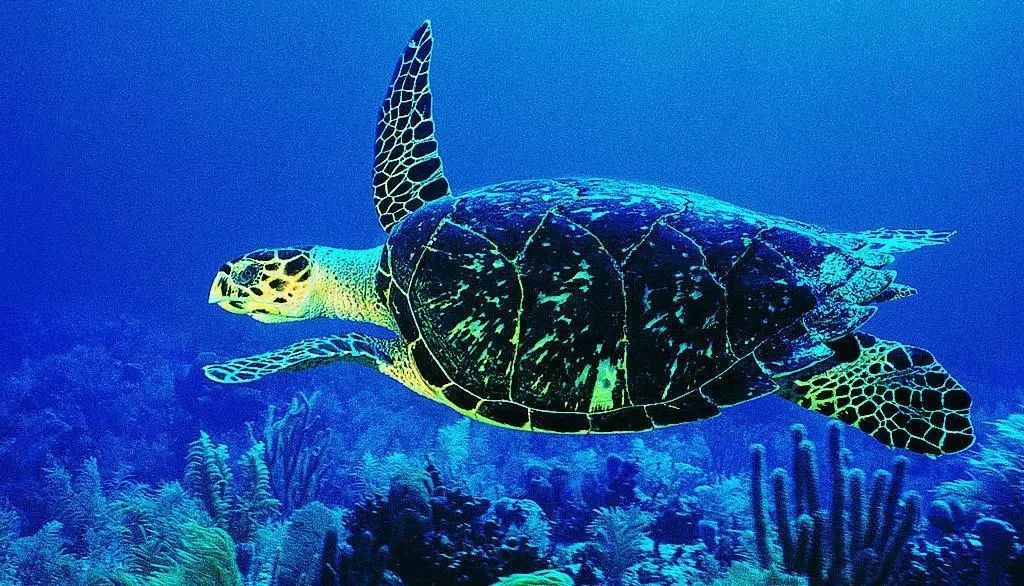 惊现受伤的绿海龟 —— 守护珠海龟坚强